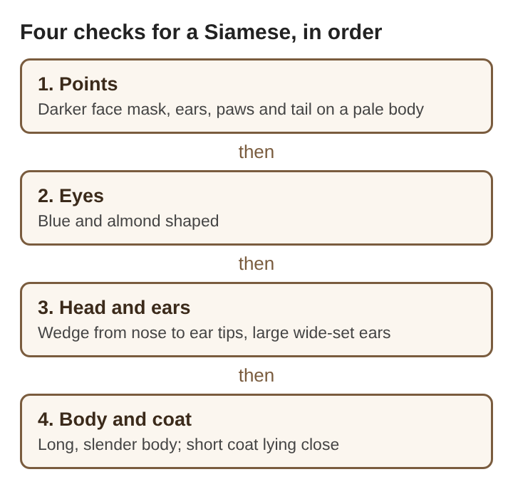 Diagram of four checks for a Siamese cat: points, eyes, head and ears, body and coat