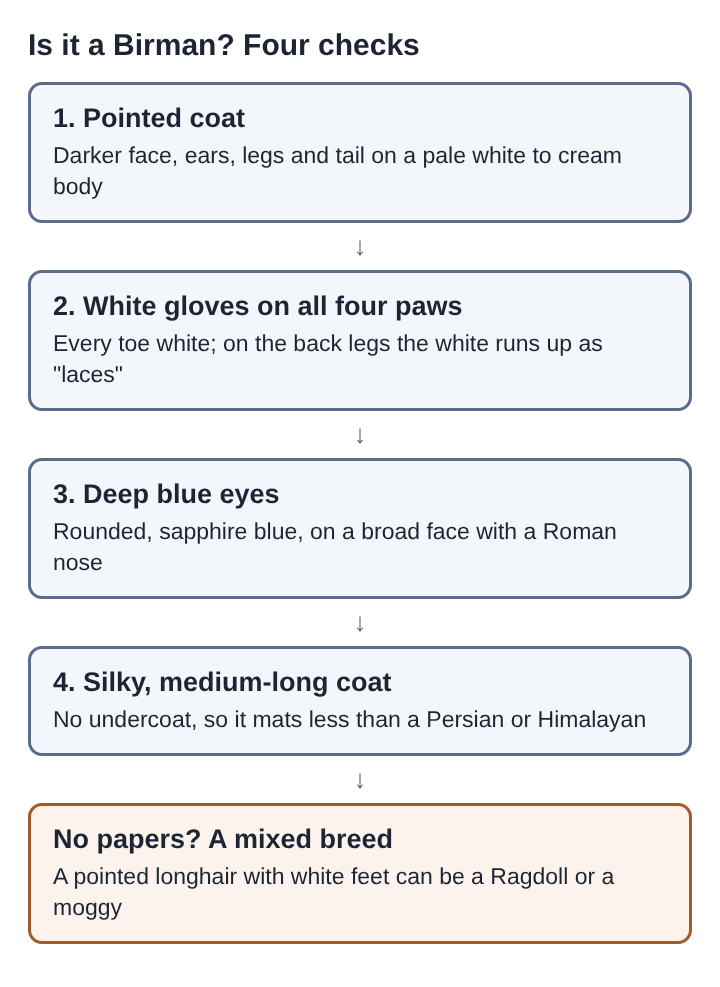 Diagram of four stacked checks for a Birman cat: pointed coat, white gloves on all four paws, deep blue eyes and a silky medium-long coat, ending on mixed breed when there are no papers