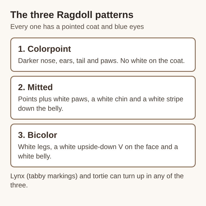 Diagram of the three Ragdoll patterns stacked top to bottom: colorpoint, mitted and bicolor