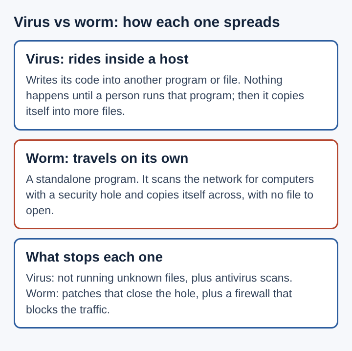 Diagram comparing how a virus spreads inside a host file and how a worm travels on its own over a network